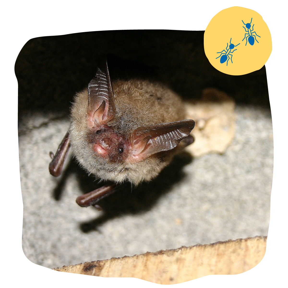 Bechstein Fledermaus